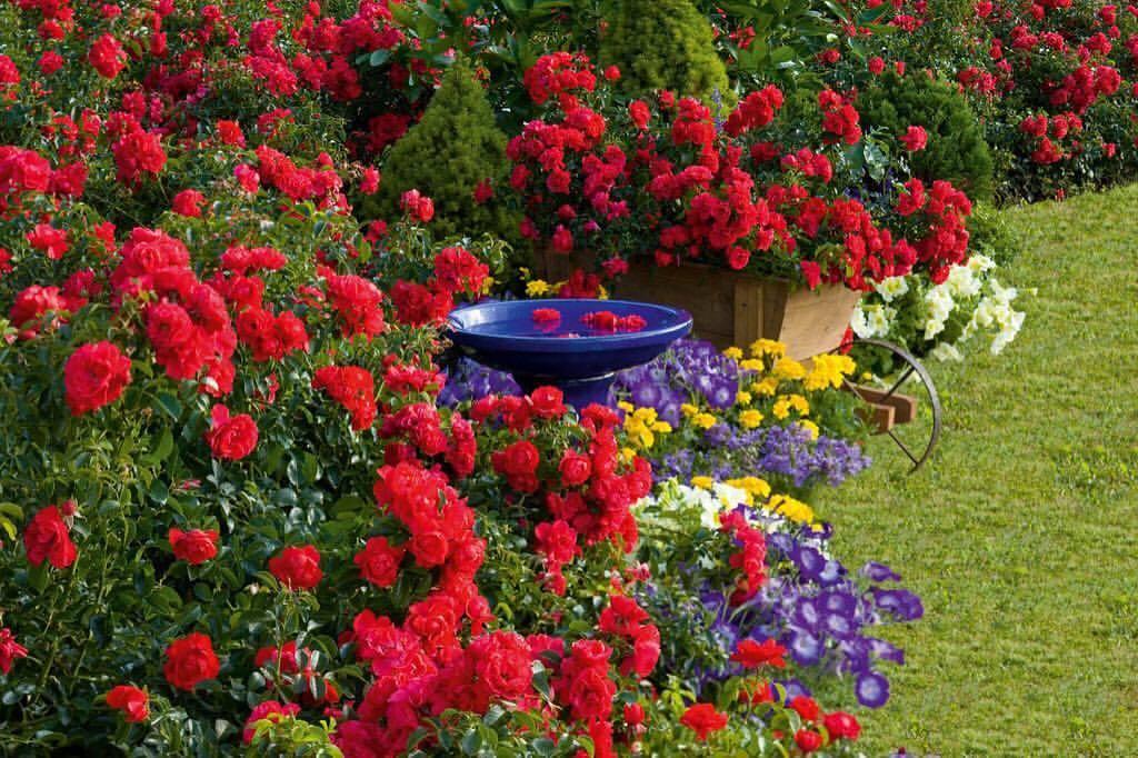 Rosa Landscape Flower Carpet Scarlet - View 3 from www redcrocus com
