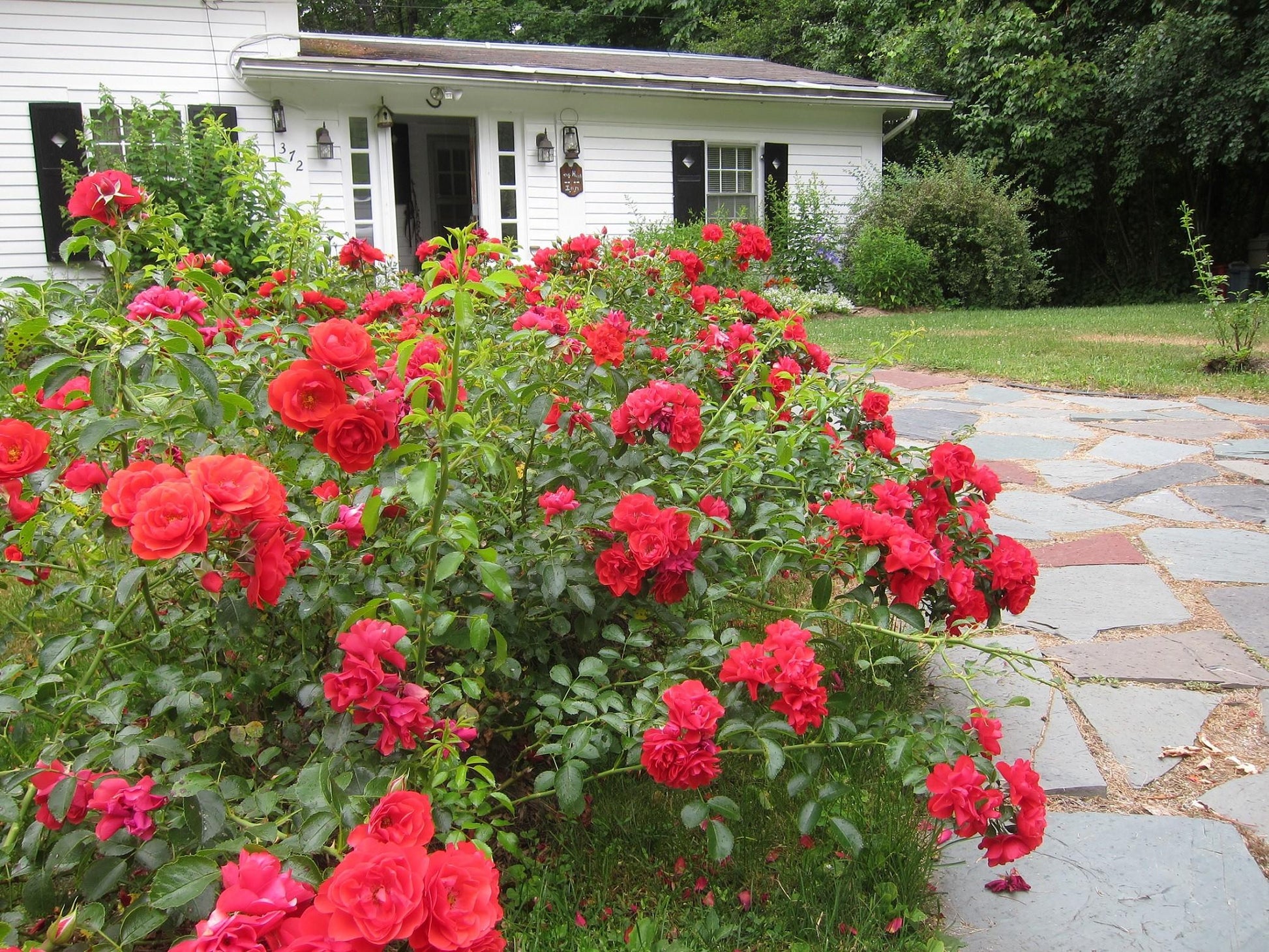 Rosa Landscape Flower Carpet Scarlet - View 7 from www redcrocus com