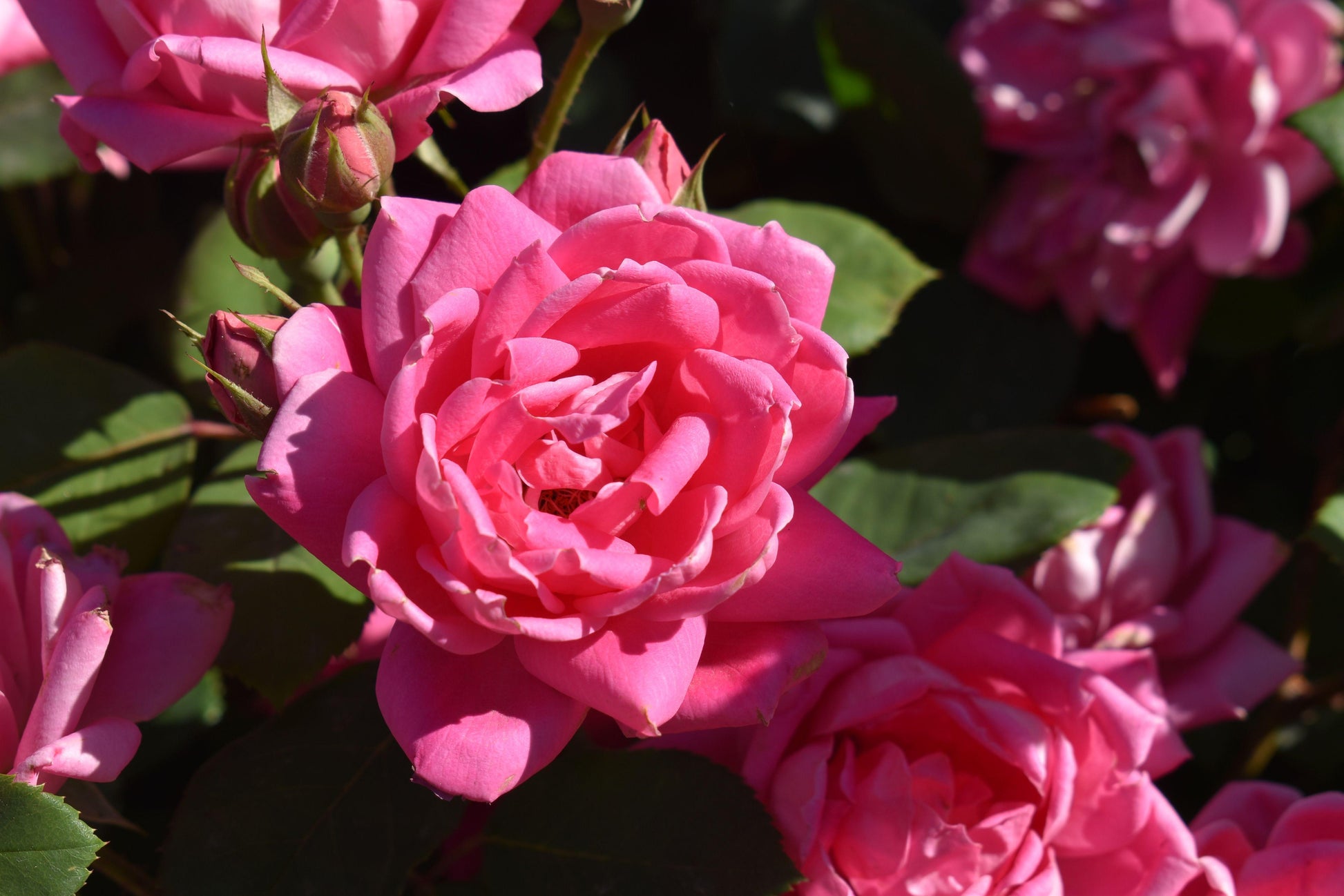 Rosa Landscape Double Pink Knock Out - View 10 from www redcrocus com
