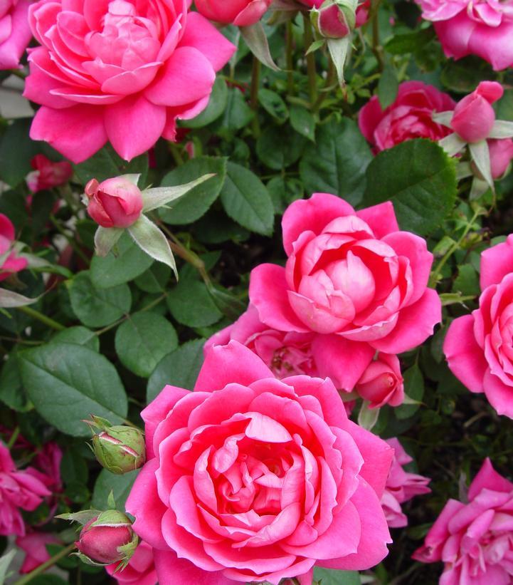 Rosa Landscape Double Pink Knock Out - View 12 from www redcrocus com