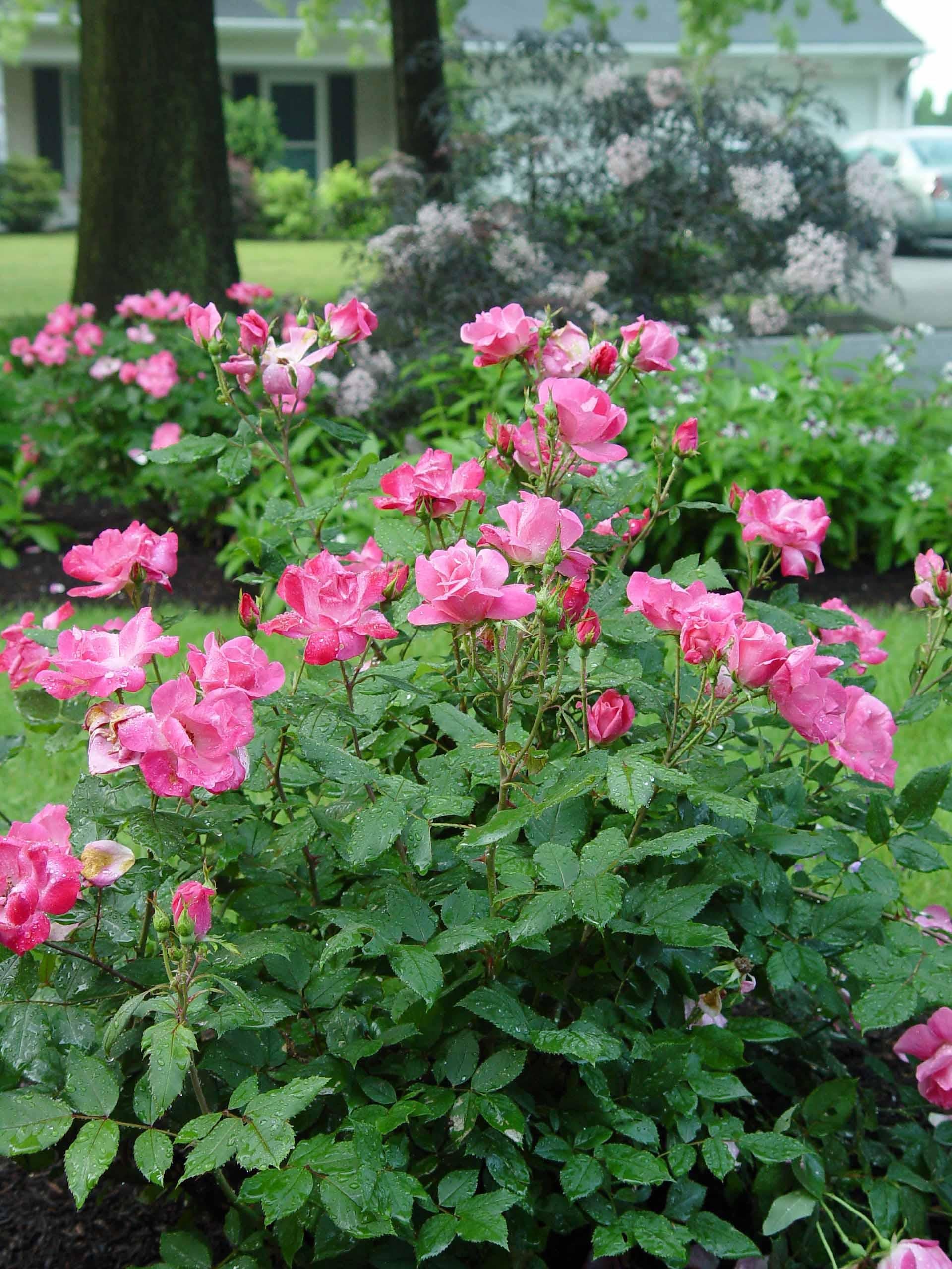 Rosa Landscape Double Pink Knock Out - View 13 from www redcrocus com