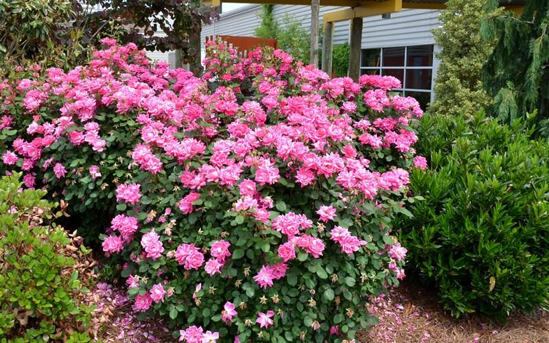 Rosa Landscape Double Pink Knock Out - View 14 from www redcrocus com