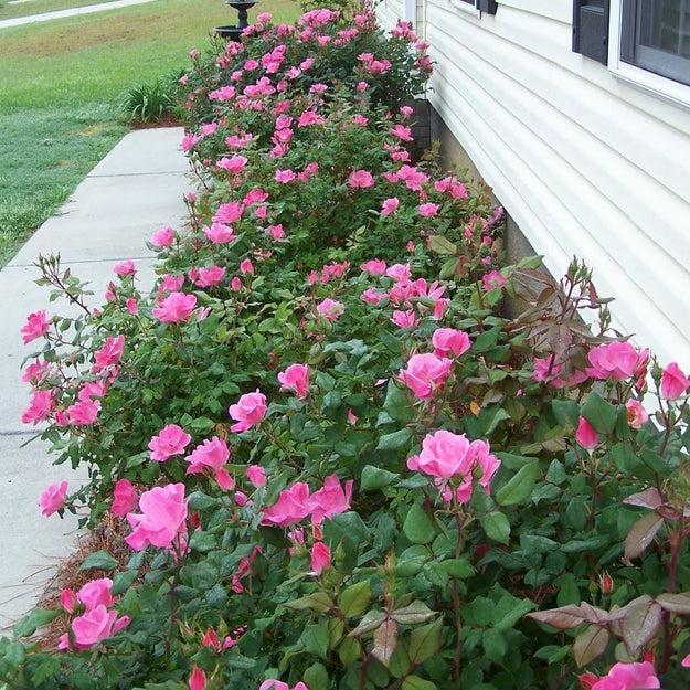 Rosa Landscape Double Pink Knock Out - View 15 from www redcrocus com