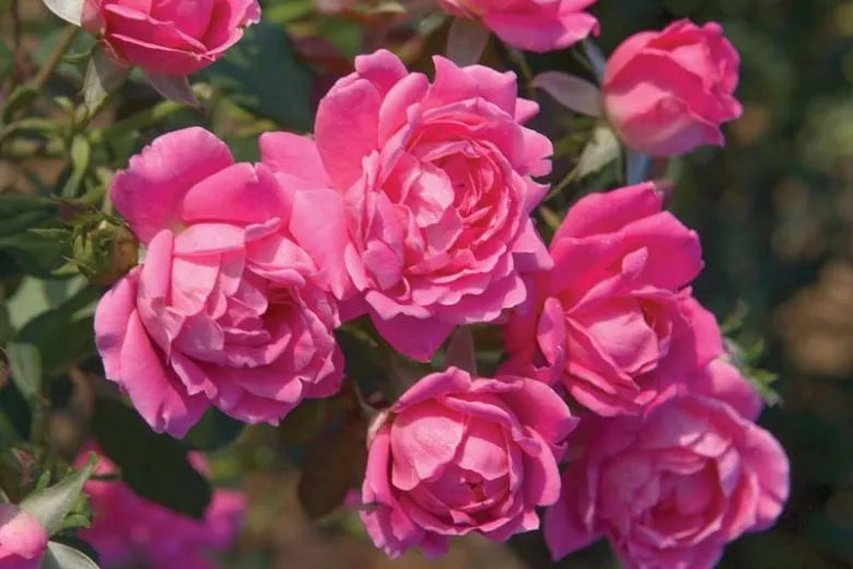 Rosa Landscape Double Pink Knock Out - View 17 from www redcrocus com