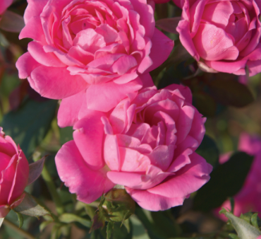 Rosa Landscape Double Pink Knock Out - View 18 from www redcrocus com
