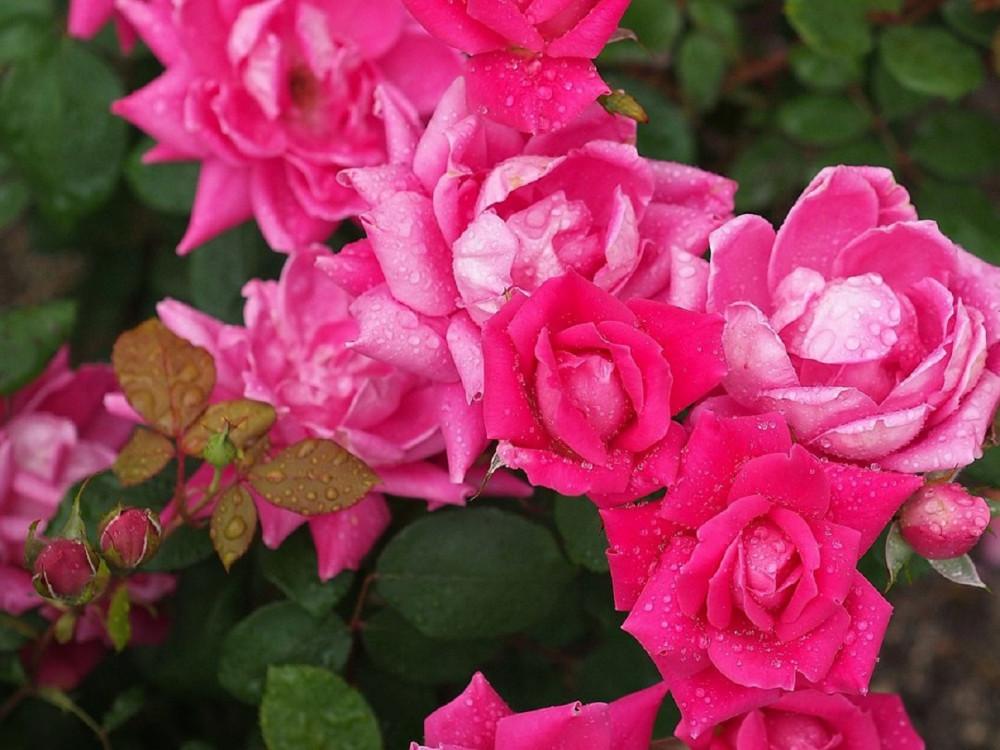 Rosa Landscape Double Pink Knock Out - View 2 from www redcrocus com