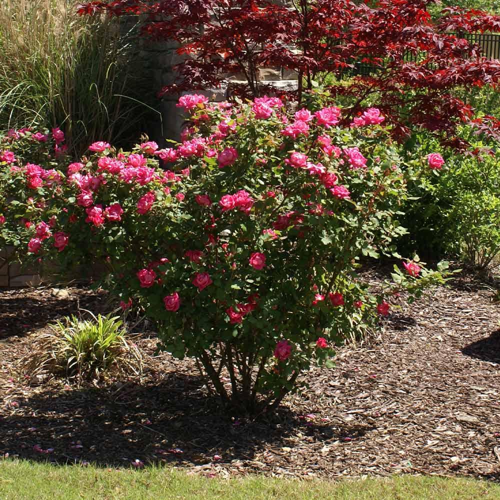 Rosa Landscape Double Pink Knock Out - View 3 from www redcrocus com