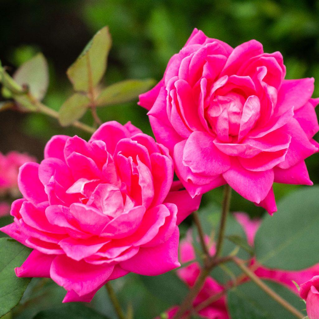 Rosa Landscape Double Pink Knock Out - View 4 from www redcrocus com