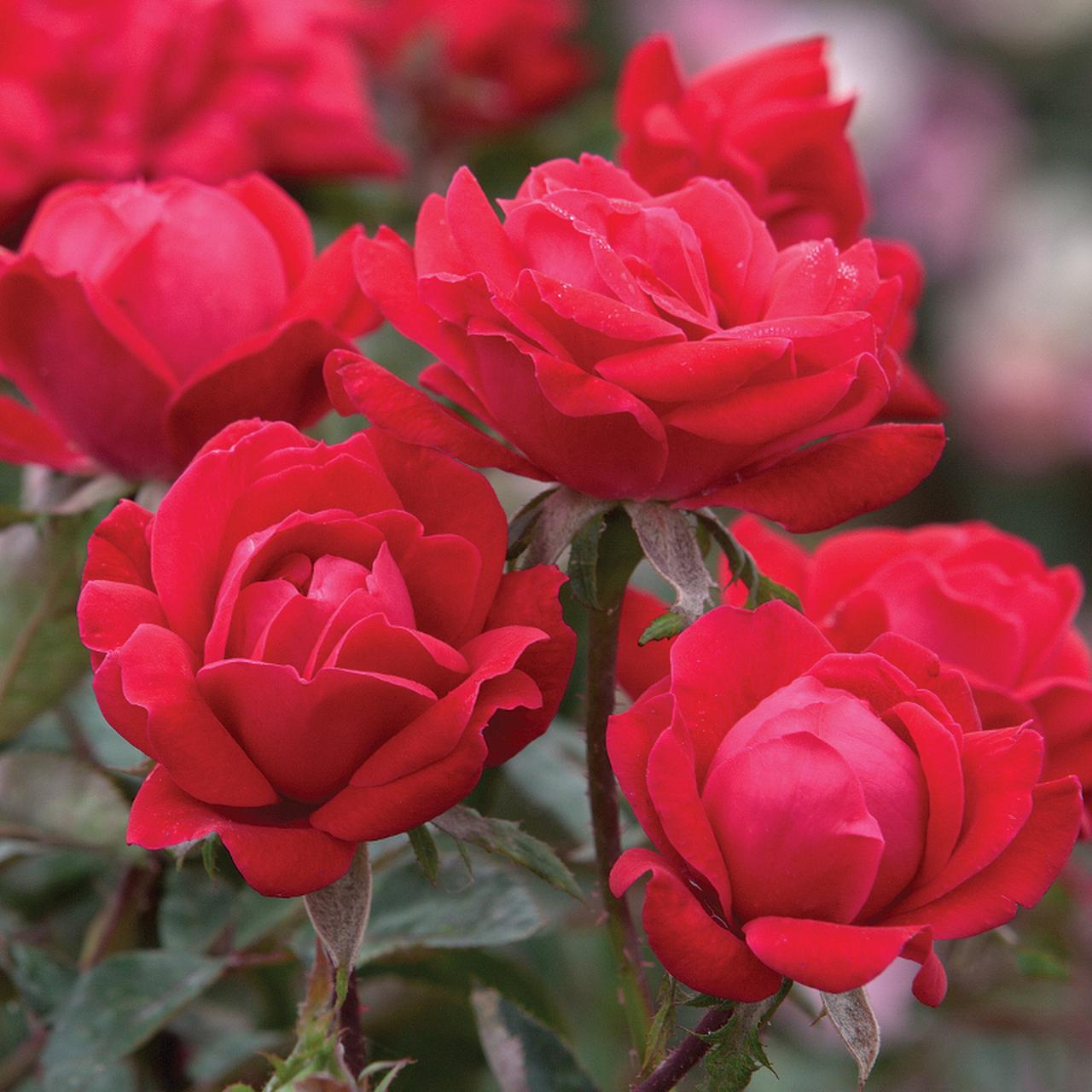 Rosa Landscape Double Pink Knock Out - View 5 from www redcrocus com