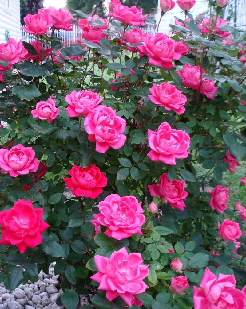 Rosa Landscape Double Pink Knock Out - View 6 from www redcrocus com