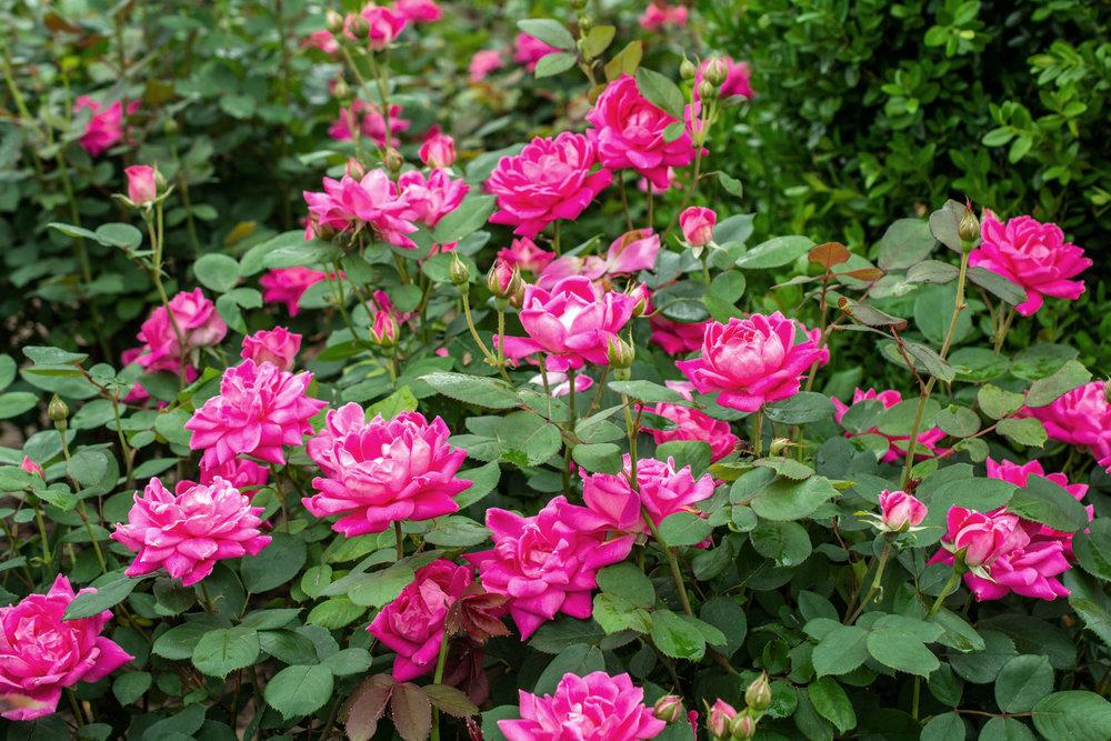Rosa Landscape Double Pink Knock Out - View 7 from www redcrocus com