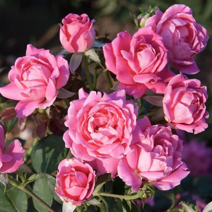 Rosa Landscape Double Pink Knock Out - View 8 from www redcrocus com