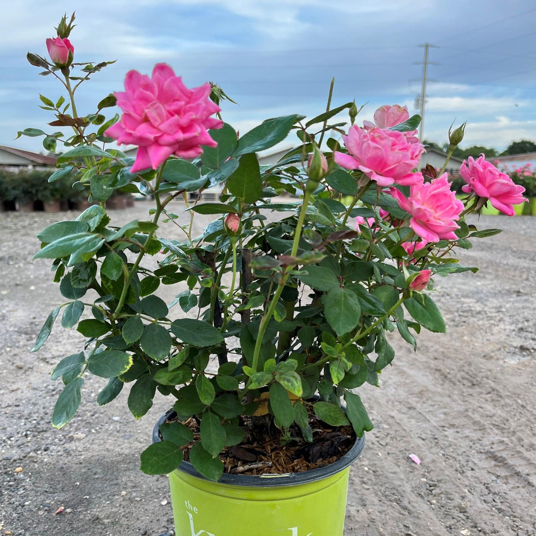 Rosa Landscape Double Pink Knock Out - View 9 from www redcrocus com