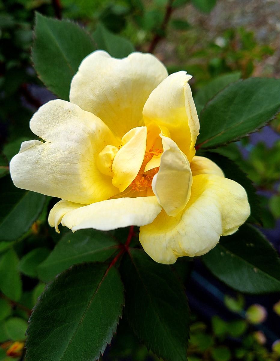 Rosa Landscape Sunny Knock Out - View 10 from www redcrocus com