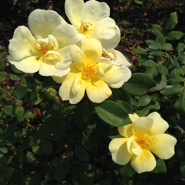 Rosa Landscape Sunny Knock Out - View 11 from www redcrocus com