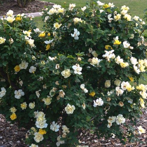 Rosa Landscape Sunny Knock Out - View 12 from www redcrocus com