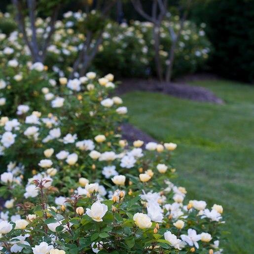Rosa Landscape Sunny Knock Out - View 14 from www redcrocus com
