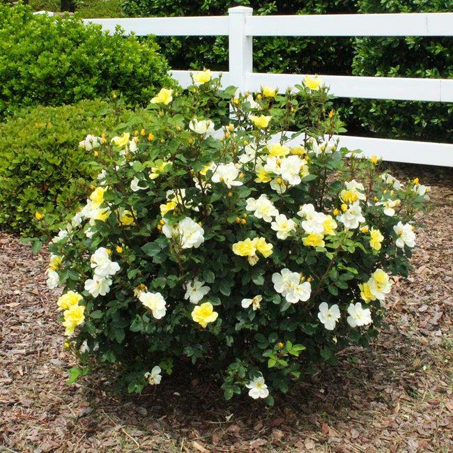 Rosa Landscape Sunny Knock Out - View 16 from www redcrocus com