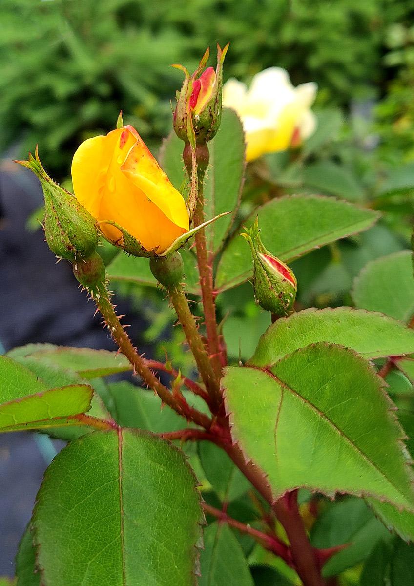 Rosa Landscape Sunny Knock Out - View 17 from www redcrocus com