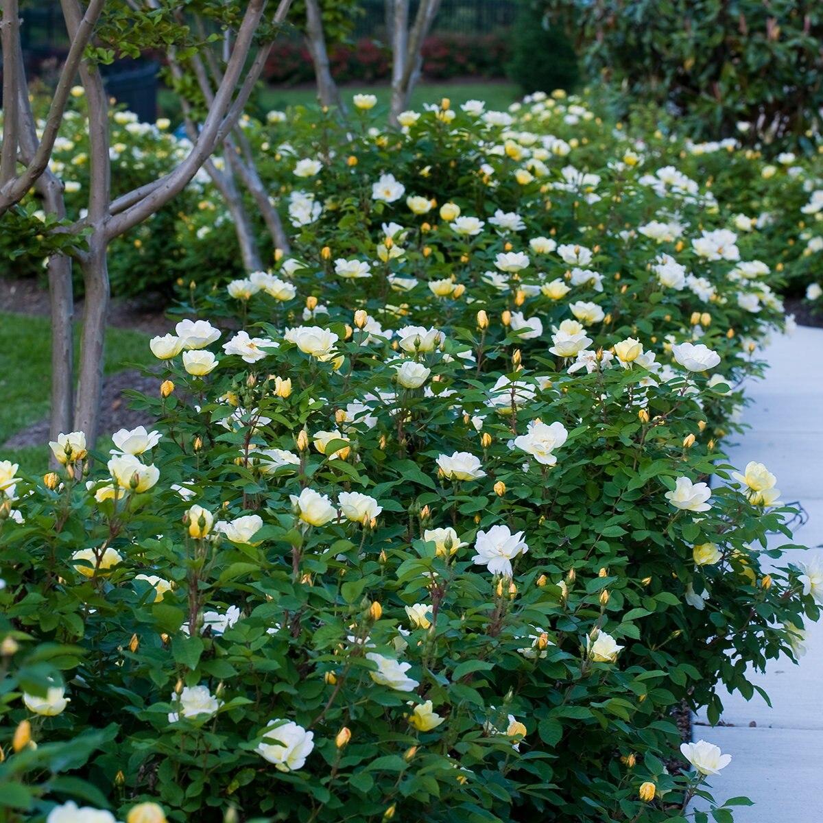 Rosa Landscape Sunny Knock Out - View 2 from www redcrocus com