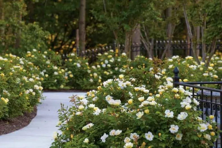 Rosa Landscape Sunny Knock Out - View 3 from www redcrocus com