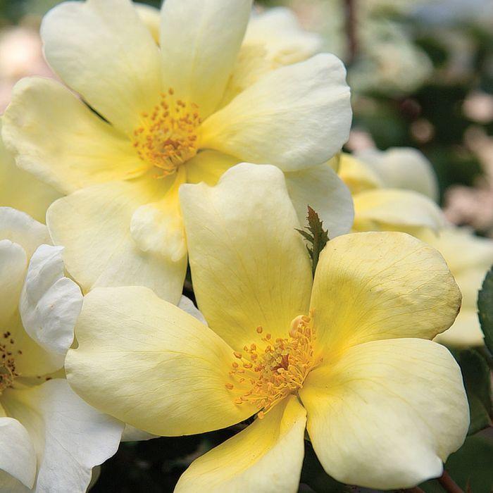 Rosa Landscape Sunny Knock Out - View 4 from www redcrocus com