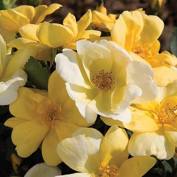 Rosa Landscape Sunny Knock Out - View 5 from www redcrocus com