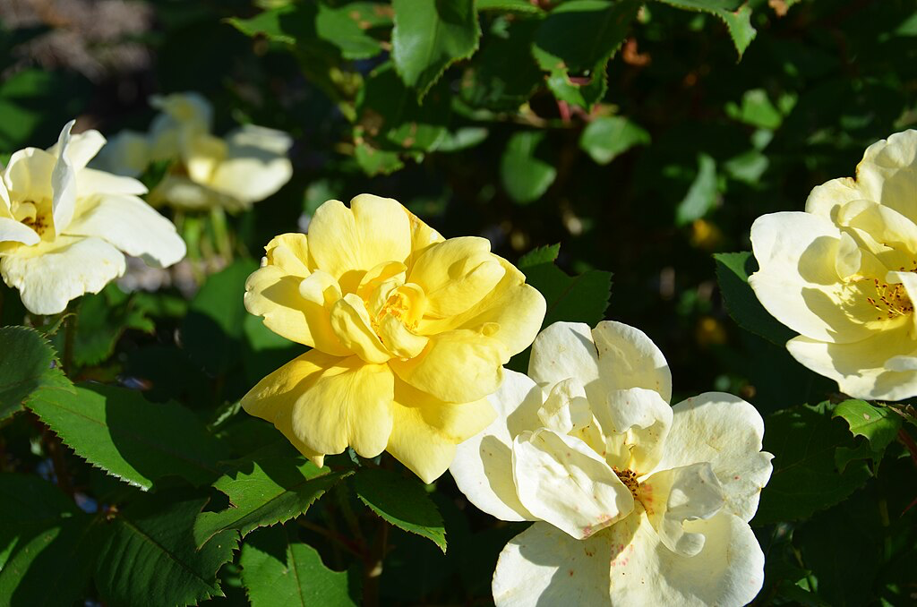 Rosa Landscape Sunny Knock Out - View 6 from www redcrocus com