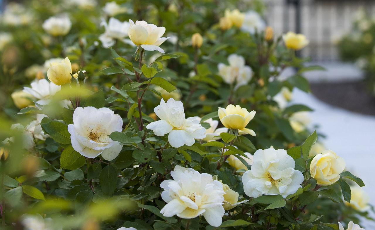 Rosa Landscape Sunny Knock Out - View 7 from www redcrocus com