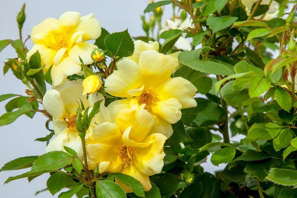 Rosa Landscape Sunny Knock Out - View 8 from www redcrocus com