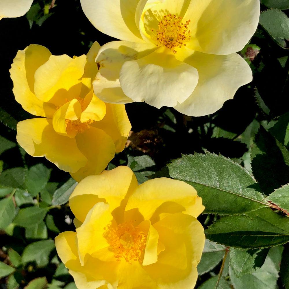 Rosa Landscape Sunny Knock Out - View 9 from www redcrocus com