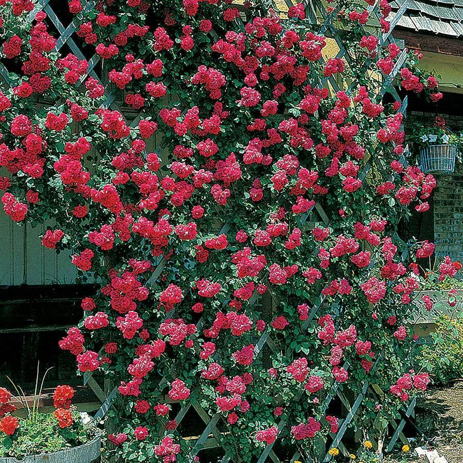 Rosa Climbing Blaze - View 11 from www redcrocus com