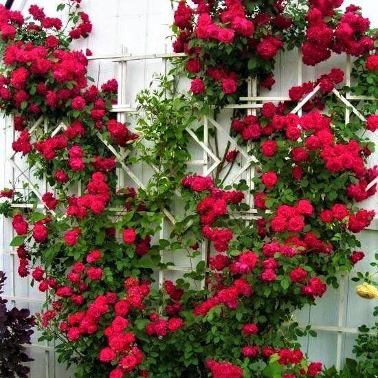 Rosa Climbing Blaze - View 13 from www redcrocus com