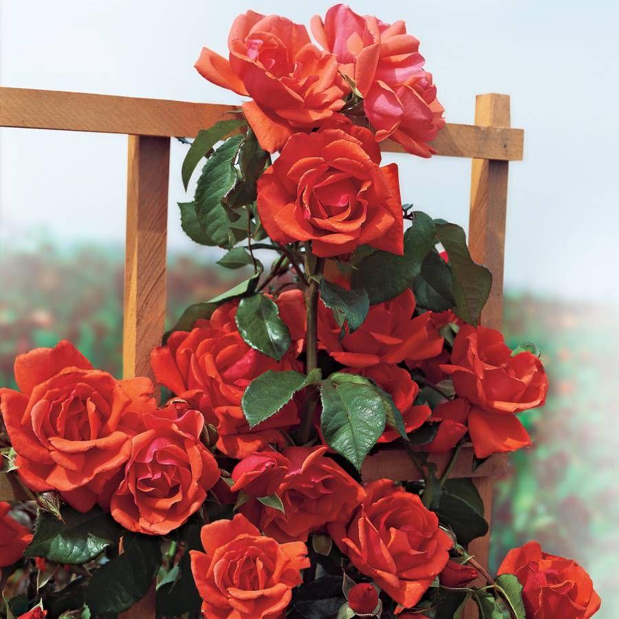Rosa Climbing Blaze - View 19 from www redcrocus com