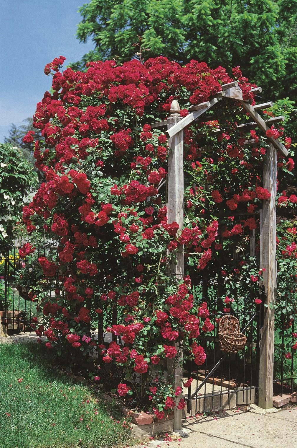 Rosa Climbing Blaze - View 1 from www redcrocus com