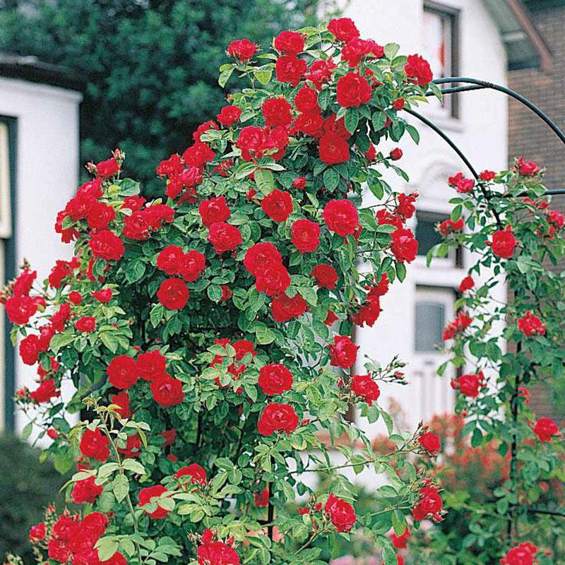Rosa Climbing Blaze - View 20 from www redcrocus com