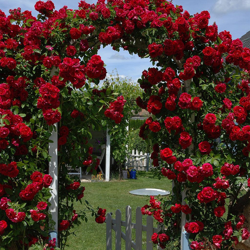 Rosa Climbing Blaze - View 2 from www redcrocus com