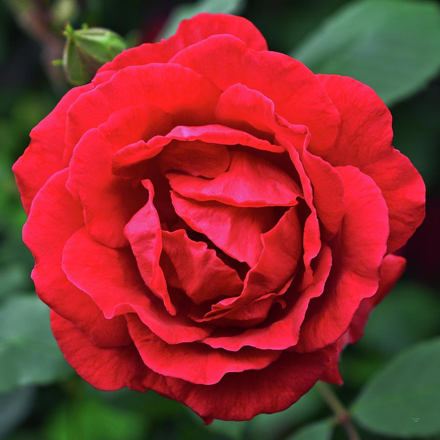 Rosa Climbing Blaze - View 4 from www redcrocus com