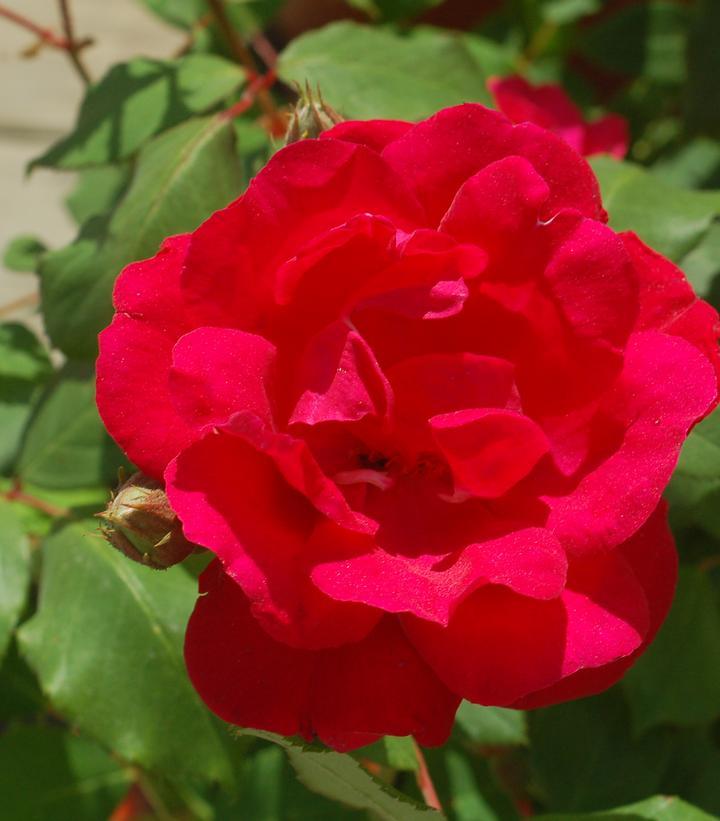 Rosa Climbing Blaze - View 6 from www redcrocus com