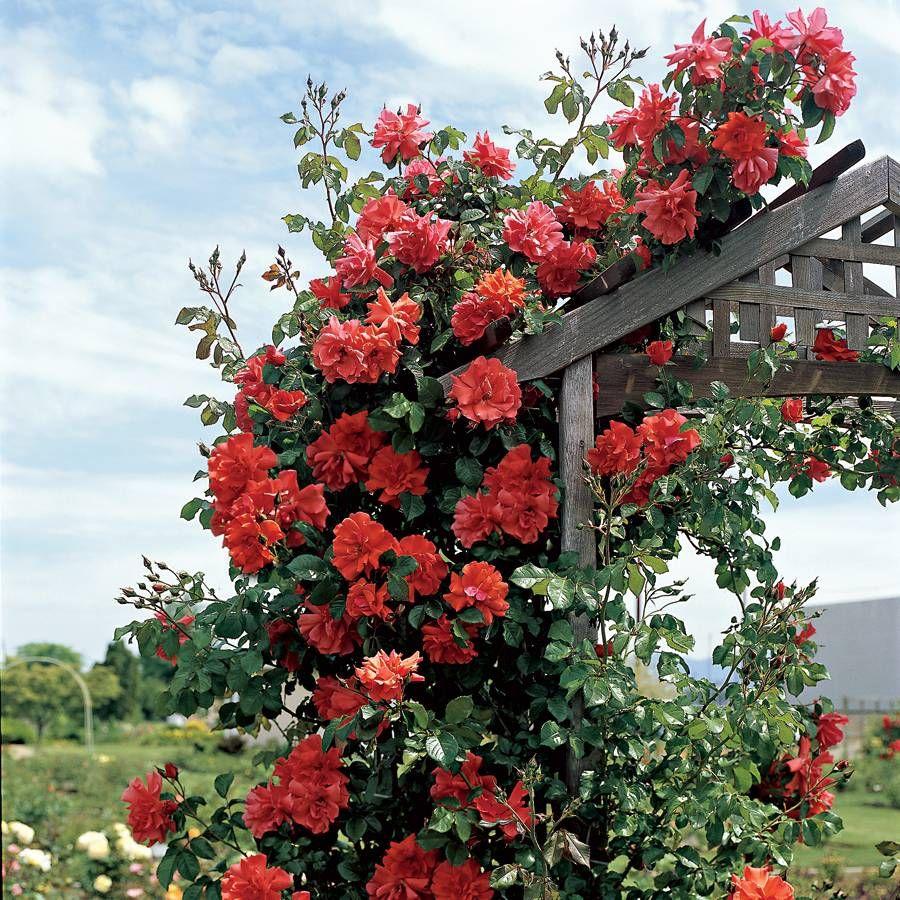 Rosa Climbing Blaze - View 8 from www redcrocus com