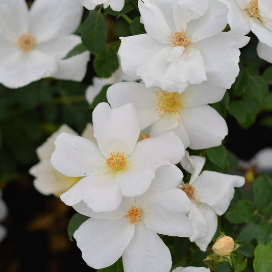 Rosa Landscape White Knock Out - View 10 from www redcrocus com