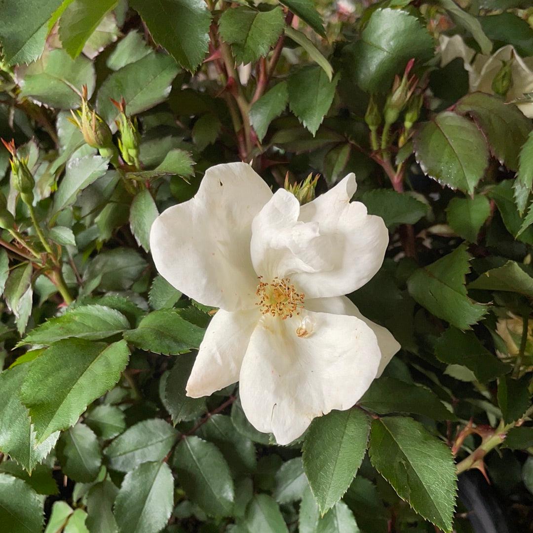 Rosa Landscape White Knock Out - View 11 from www redcrocus com