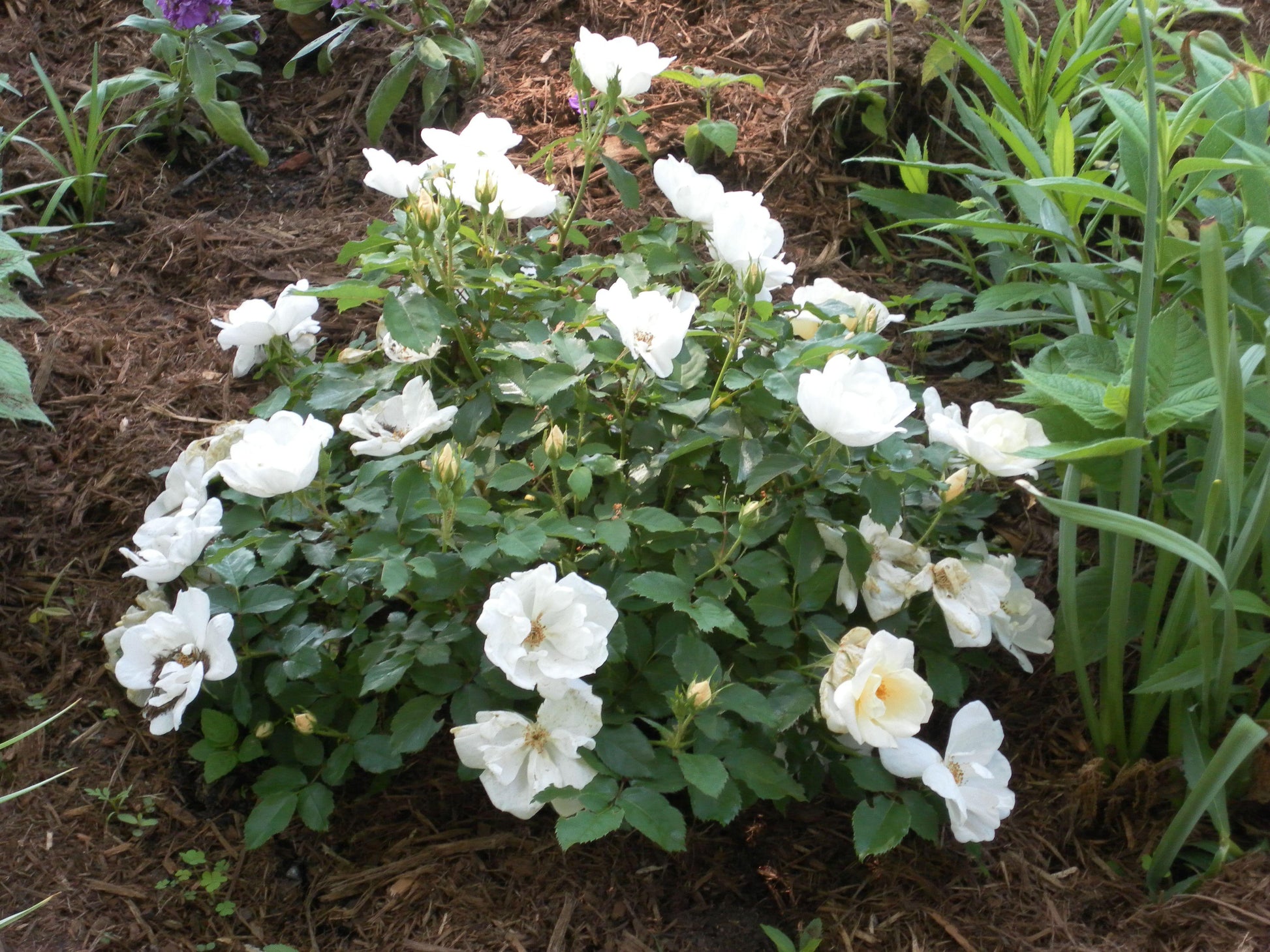 Rosa Landscape White Knock Out - View 13 from www redcrocus com