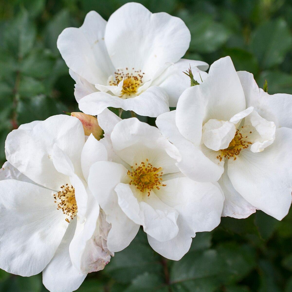 Rosa Landscape White Knock Out - View 14 from www redcrocus com