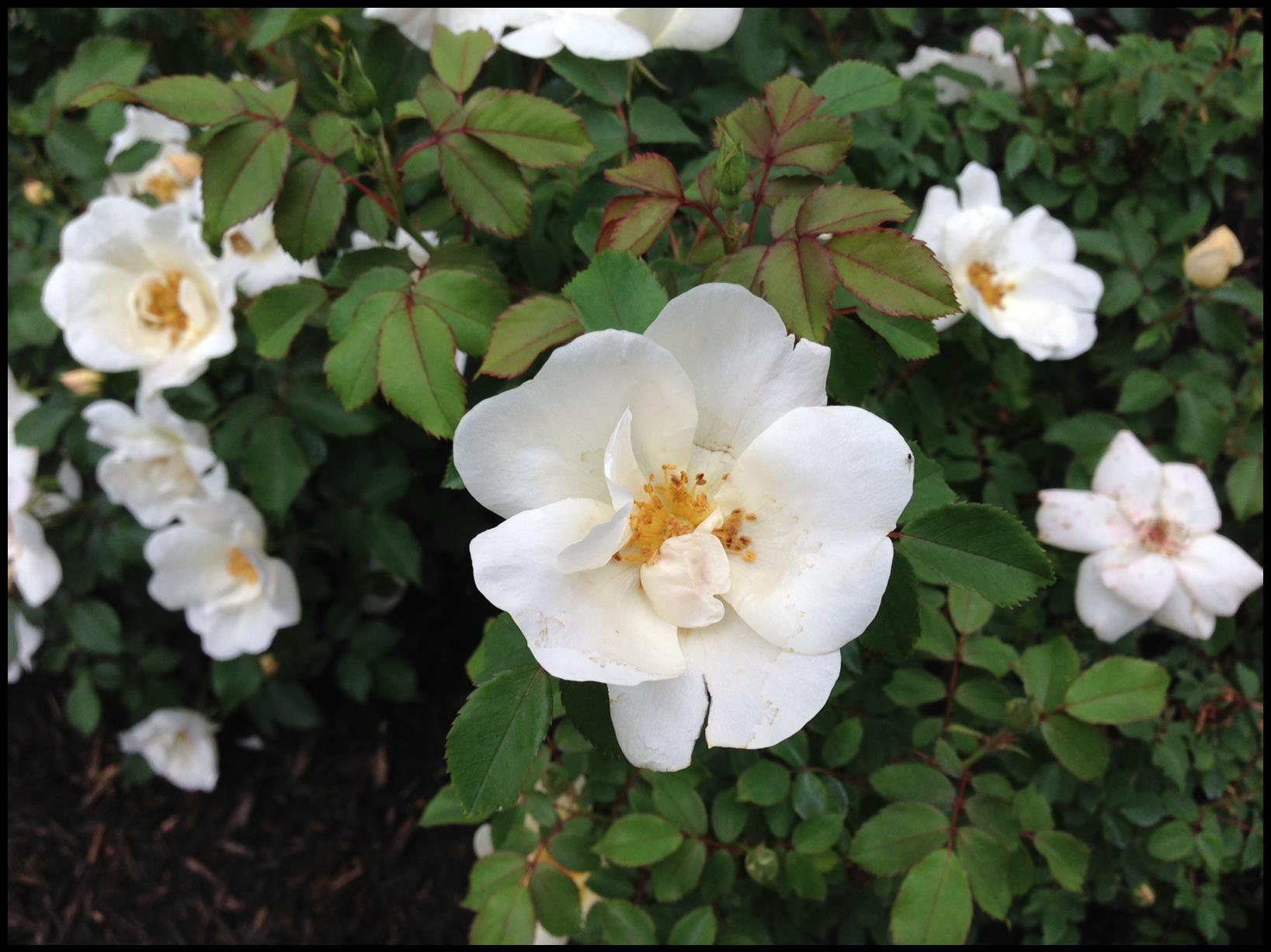 Rosa Landscape White Knock Out - View 16 from www redcrocus com