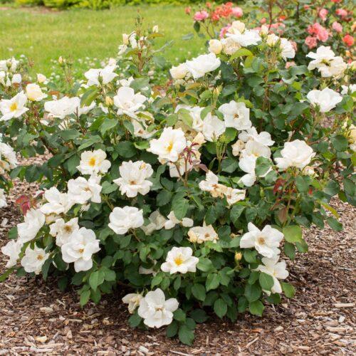 Rosa Landscape White Knock Out - View 17 from www redcrocus com