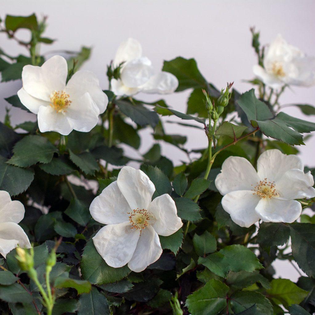 Rosa Landscape White Knock Out - View 18 from www redcrocus com