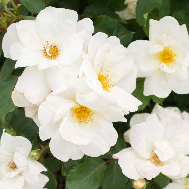 Rosa Landscape White Knock Out - View 19 from www redcrocus com