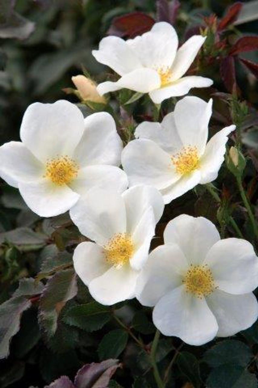 Rosa Landscape White Knock Out - View 2 from www redcrocus com