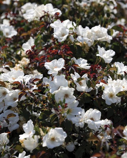 Rosa Landscape White Knock Out - View 4 from www redcrocus com